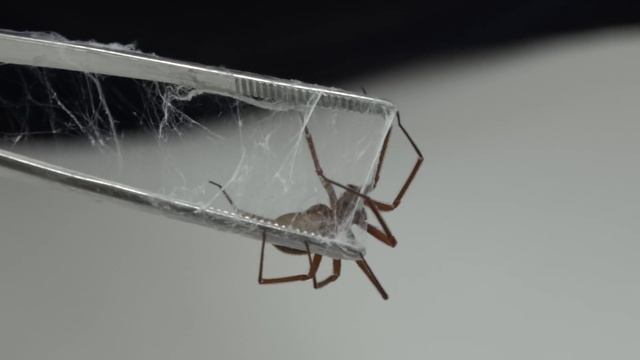 Curso Animais Peçonhentos - Phoneutria, Loxosceles, Latrodectus