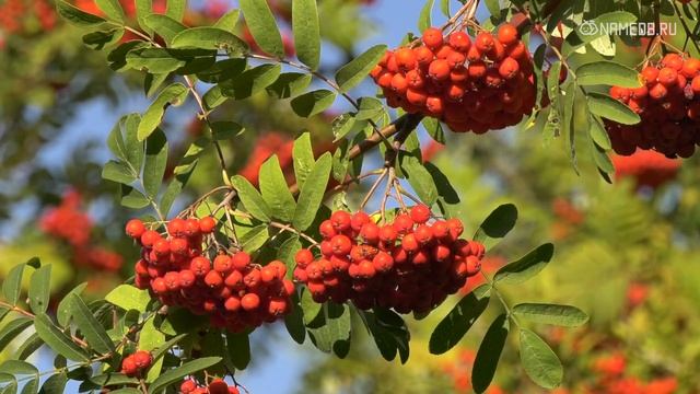 Каким заболеваниям подвержены знаки Зодиака смотреть онлайн