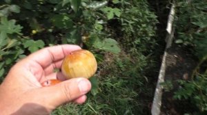 Хурма виргинская Мидер и A SArboretum South