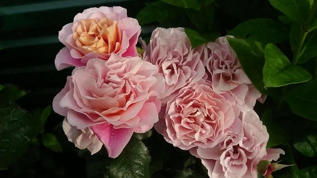 Роза Distant Drums смотреть онлайн