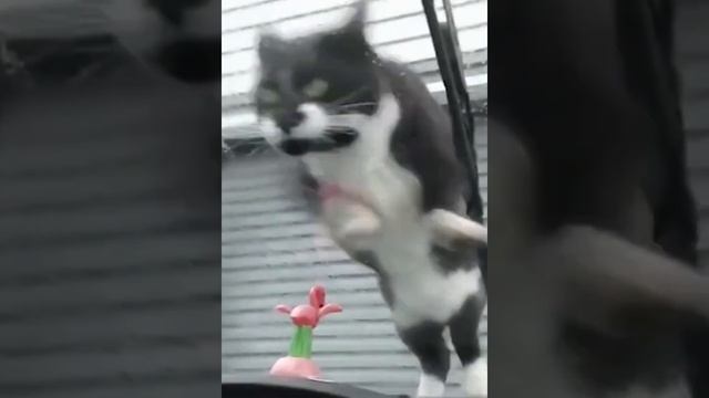Funny Animals - Funny Cats And Dogs - Funny Animal Videos 2022 ?.mp4
