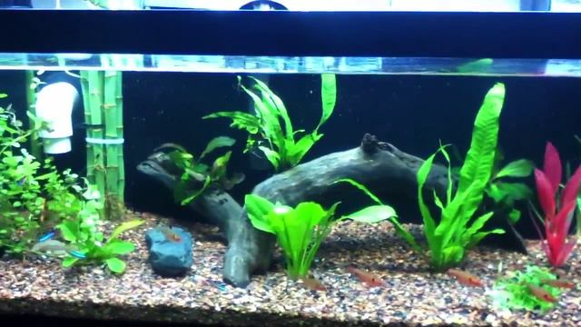 33l planted update смотреть онлайн