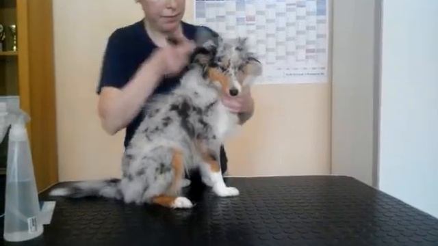 Расчесываем щенка шелти смотреть онлайн