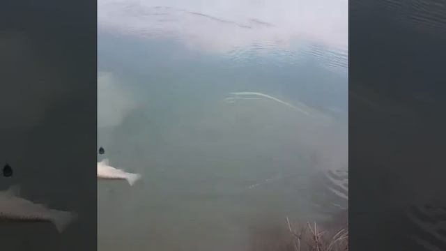 Река Или 04.07.2021 Посёлок Акколь ловля белого Амура ))) смотреть онлайн