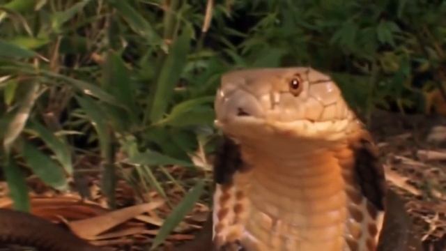 10 Самых Ядовитых Змей в мире смотреть онлайн