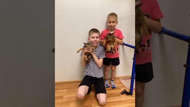 Кошечки мои красивые! ? Часть 2!