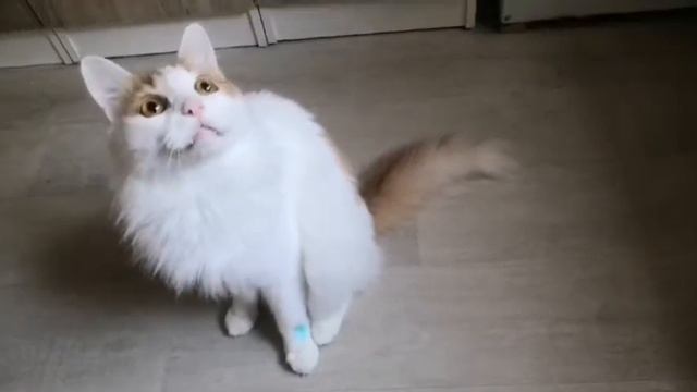 Проделки кота Були -Турецкий ван. смотреть онлайн