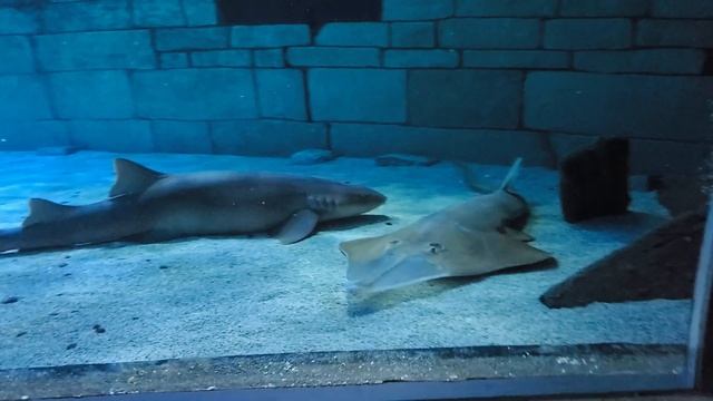 Sea Life Aquarium  Of Mall Of America Tour