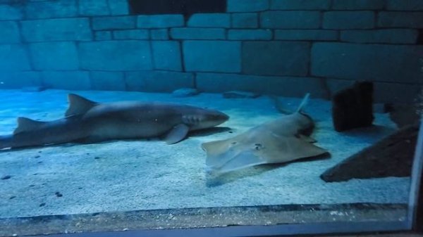 Sea Life Aquarium  Of Mall of America Tour