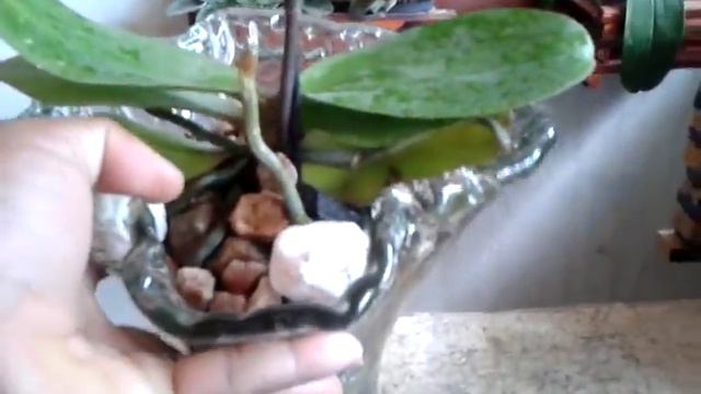 Atualização das minhas phalaenopsis, falando sobre tipos de substrato смотреть онлайн