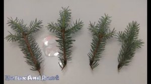 Размножение голубой ели ЧЕРЕНКАМИ: правильная заготовка посадочного материала (черенка)