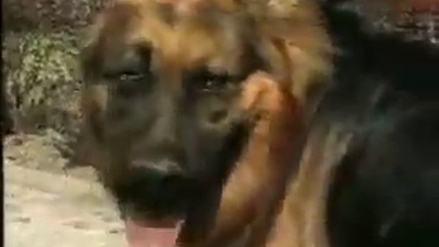 Polizist Kurt Hund am arsch смотреть онлайн