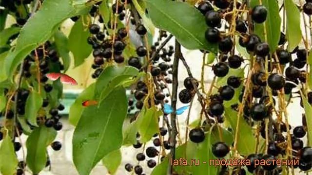 Черемуха кистевая Поздняя радость (prunus) ? обзор: как сажать, саженцы черемухи Поздняя радость смотреть онлайн