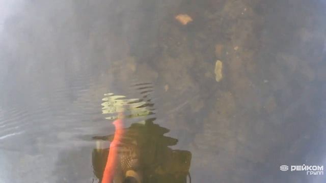 Поиск в реке с Nokta Anfibio Multi