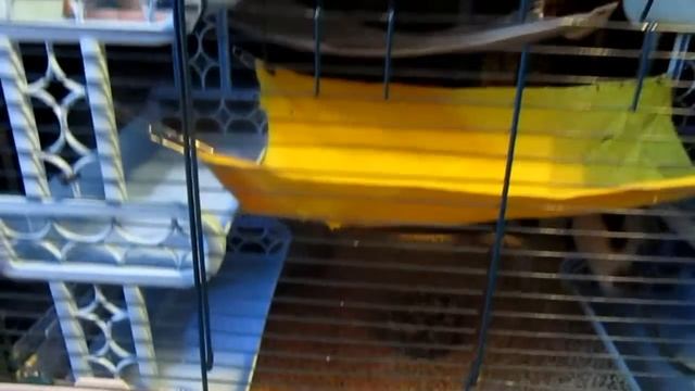 Крысы | Обустройство "Furet Tower", или окончание сселения. (Fancy Rat, Wild Rat) смотреть онлайн