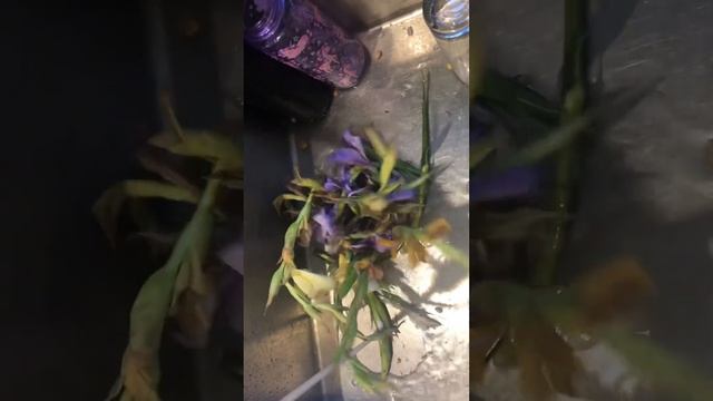 Bunch of flowers versus the insinkerator смотреть онлайн