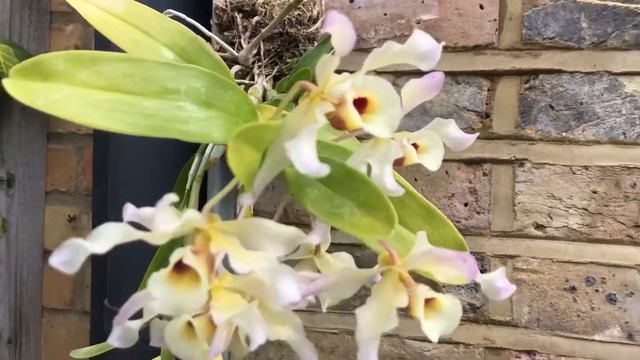 Dendrobium Signatum