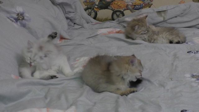 Шотландские котята 3 кошки вылизываются смотреть онлайн