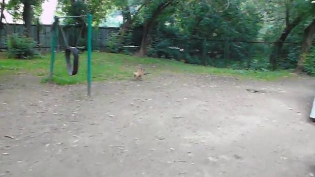 Французский бульдог Расти ищет дом 170720_2 смотреть онлайн