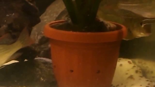 Геофагус красноголовый "Tapajos Red head" смотреть онлайн
