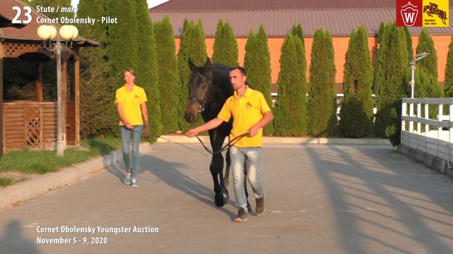 Cornet Obolensky Youngster Auction - Lot 23 Cascada - mare by Cornet Obolensky - Pilot смотреть онлайн