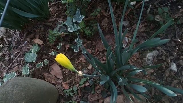 Сочи. Весенним цветам не страшен снег. смотреть онлайн