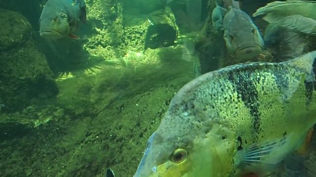 36 Cichla Temensis Ocellaris Hydrolycus Armatus Arowana Pygocentrus Nattereri Aquarium Berlin 2017