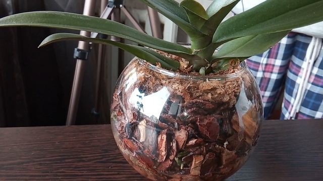 Полив орхидеи в закрытой системе. Уход, удобрение, почему гниют корни смотреть онлайн
