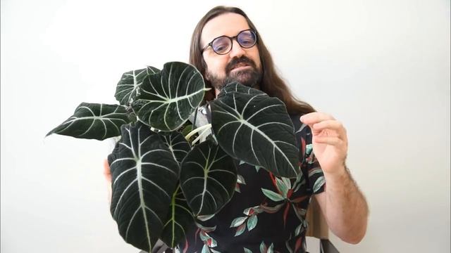 Alocasia Reginula 