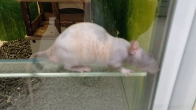 Зоомагазин Четыре Лапы. Попугаи, Крысы, Дегу, рыбки.