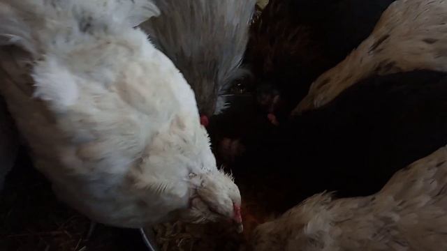 В каком виде можно давать тыкву курам. смотреть онлайн