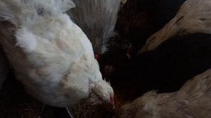 В каком виде можно давать тыкву курам.