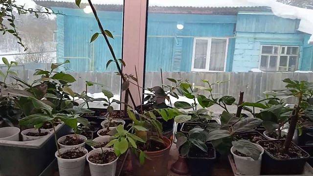 укореняшки, как оно есть............... смотреть онлайн
