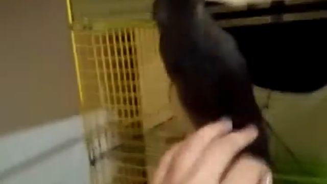 Крыса пасюк кусается, драка за внимание смотреть онлайн