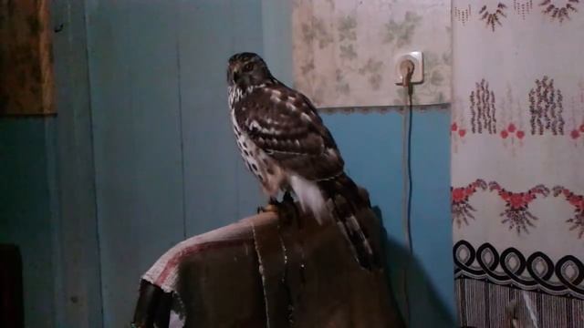 Ястреб Малыш дома смотреть онлайн