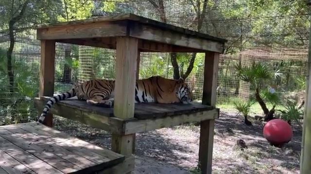 LIVE with Afton at Big Cat Rescue on a FURiday! 07 15 2022 смотреть онлайн