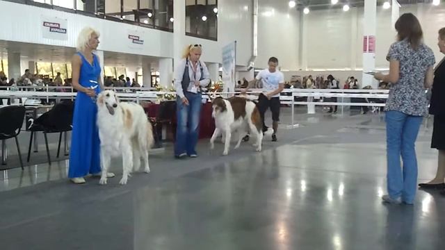 Чемпионат ВКП РПБ