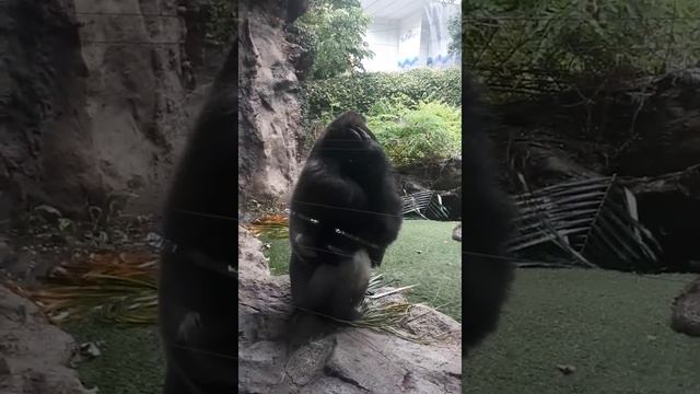 Тенерифе-остров вечной весны, вулкан Тейде, Сиам парк и Лора парк снятые на мобильный телефон. смотреть онлайн