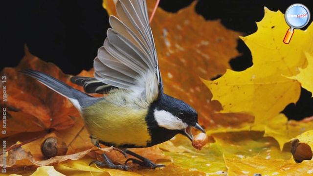 Биология 6 класс (Урок№13 - Раздражимость – свойство живых организмов.) смотреть онлайн