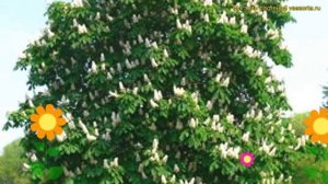 Каштан конский конский обыкновенный. Краткий обзор, описание aesculus hippocastanum обыкновенный