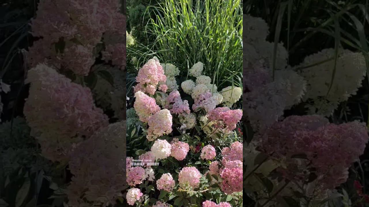 #гортензия# Самарская Лидия , Rensam , Framdoisine.8 августа в нашем саду смотреть онлайн
