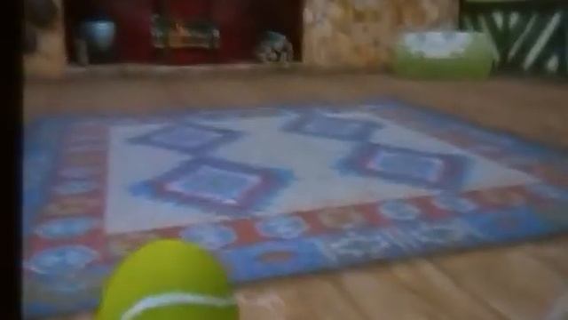 First video, new nintendogs+cats game and Buddy :) смотреть онлайн