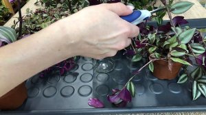 Традесканция – уход и размножение