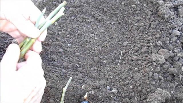 промежуточные результаты подзимнего черенкования роз смотреть онлайн