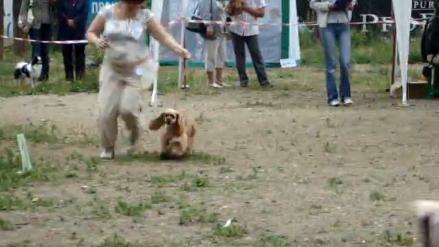 суки юниоры смотреть онлайн