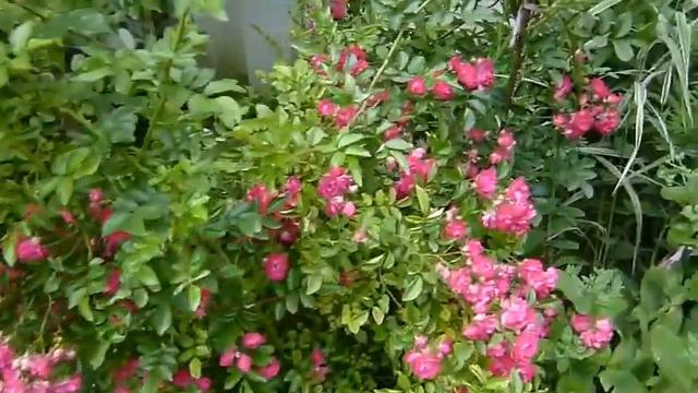 В гостях на даче у Ирины смотреть онлайн