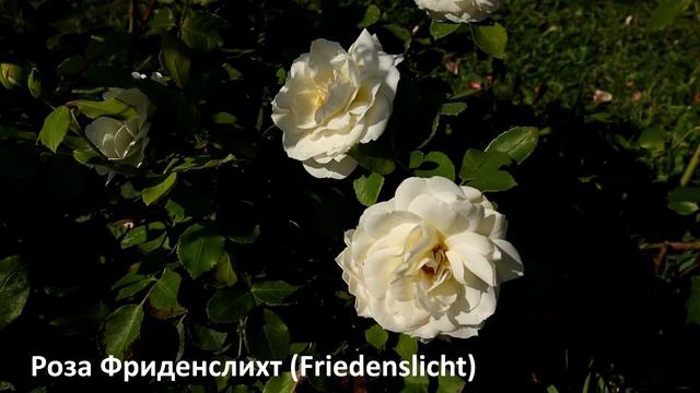 КУСТОВЫЕ РОЗЫ - 6 шрабов от TANTAU, самые здоровые, хорошо зимующие и неприхотливые среди других. смотреть онлайн