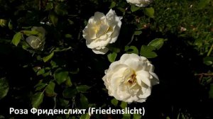 КУСТОВЫЕ РОЗЫ - 6 шрабов от TANTAU, самые здоровые, хорошо зимующие и неприхотливые среди других.