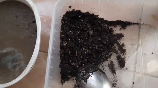 пересадка сукулент, мой первый опыт в сукулентах#блог #сукуленты смотреть онлайн