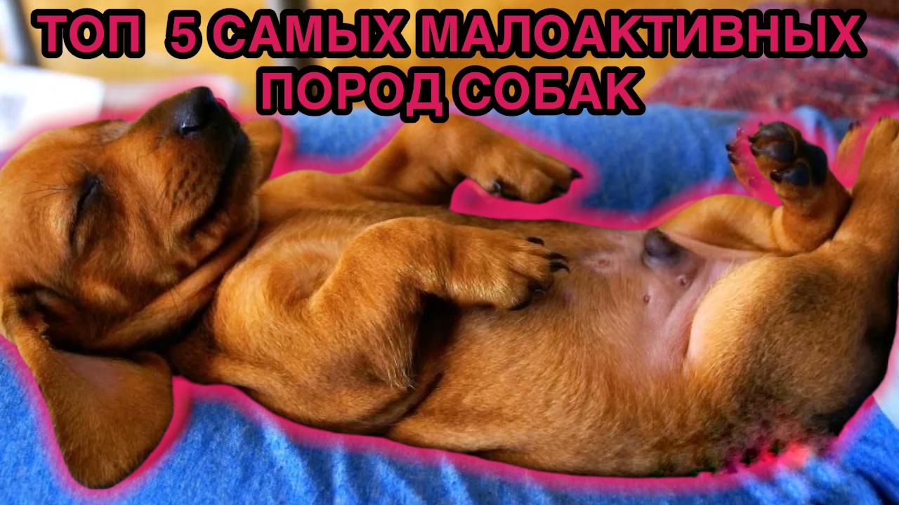 Топ 5 самых малоактивных пород собак. смотреть онлайн
